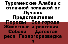 Туркменские Алабаи с отличной психикой от Лучших Представителей Породы - Все города Животные и растения » Собаки   . Дагестан респ.,Геологоразведка п.